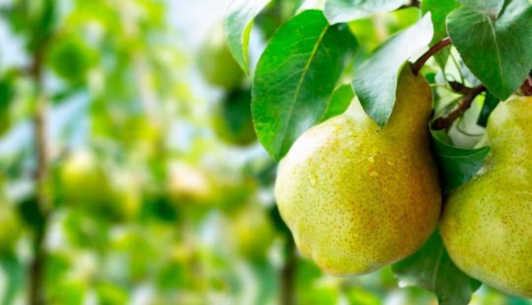 3º maior do país: Paraná amplia protagonismo no cultivo de pera