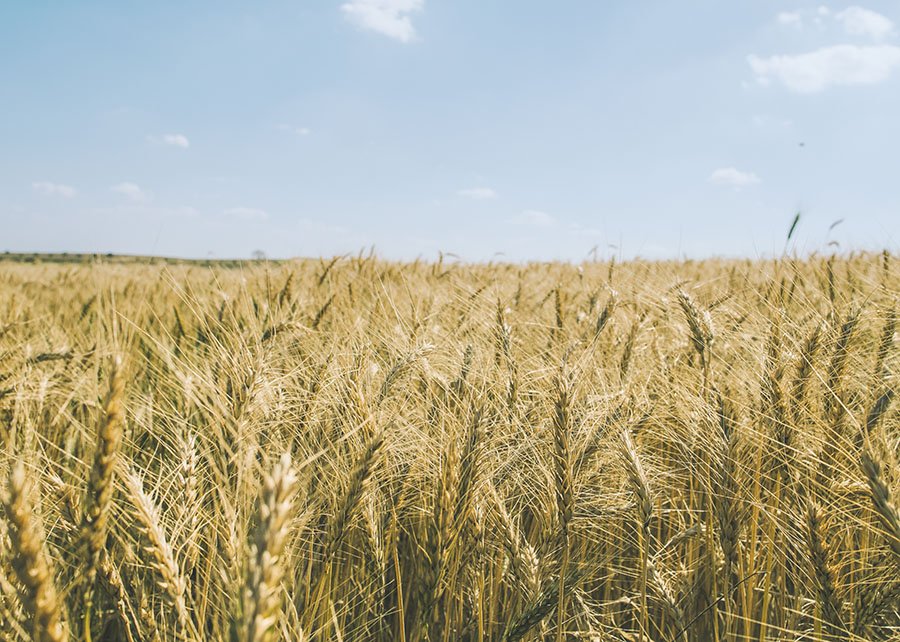 Exportadores dos EUA vendem 455,4 mil t de trigo da safra 2025/26, revela USDA