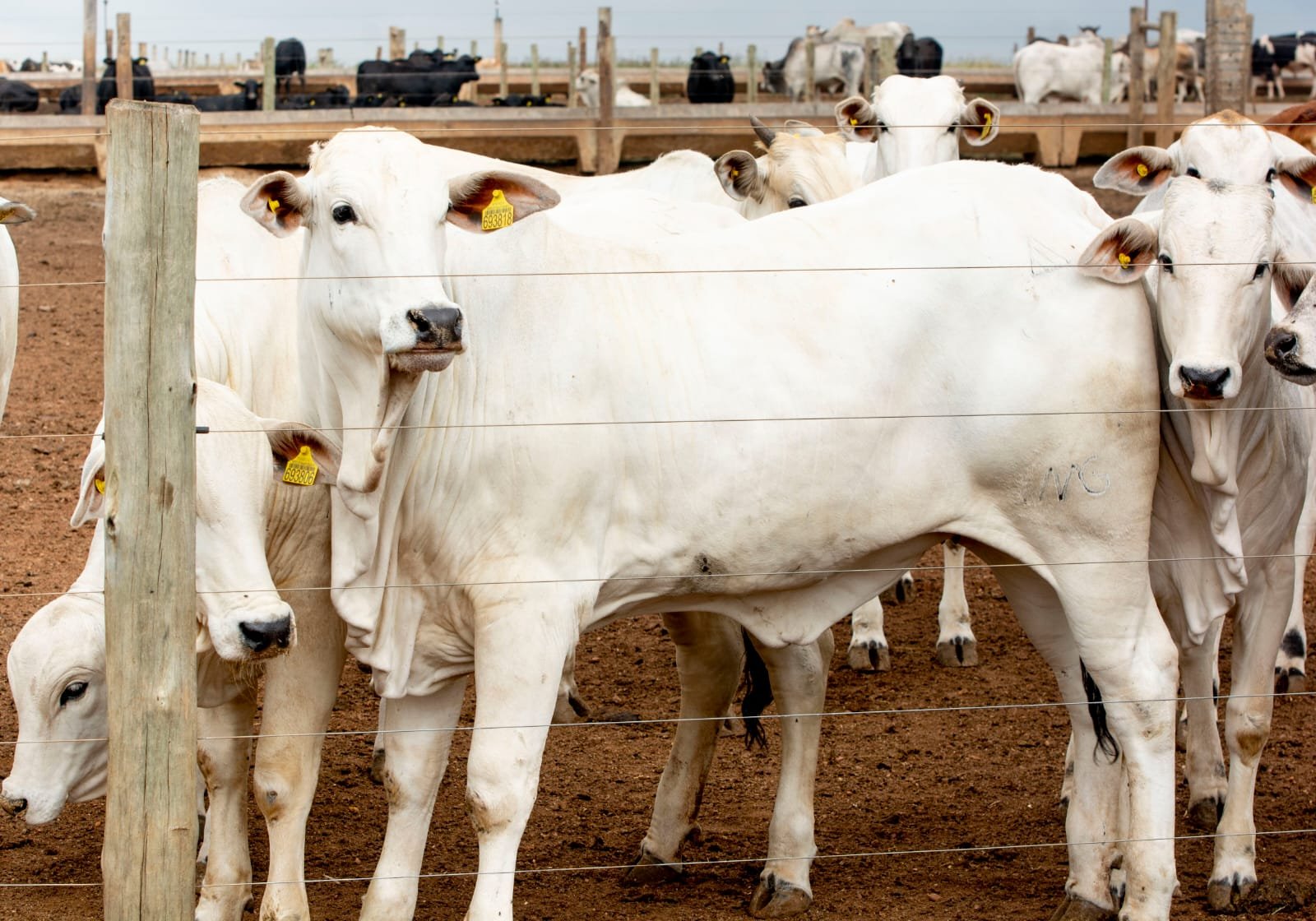 Arroba reage e boi gordo chega a R$ 350/@, mas guerra e consumo fraco ainda ameaçam mercado