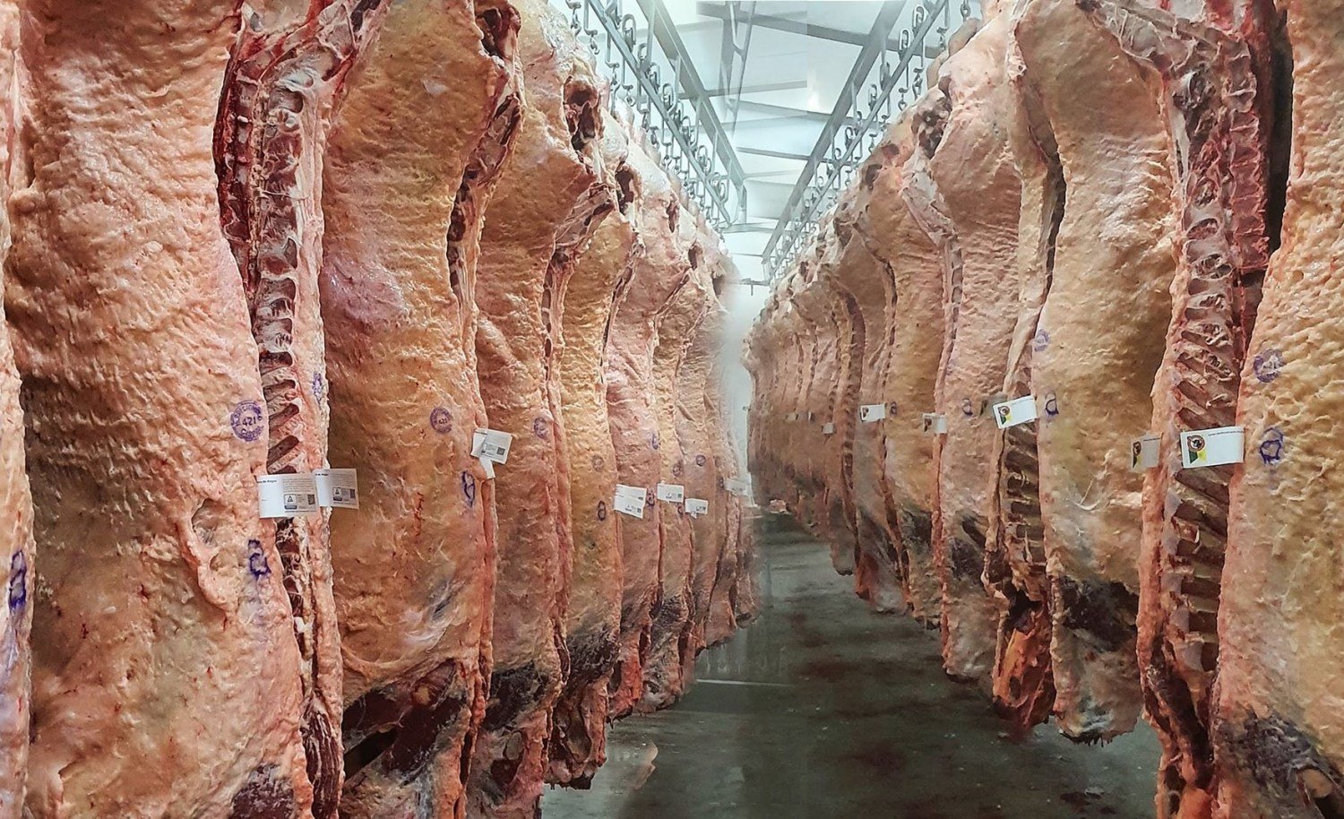 Exportações de carne bovina brasileira batem recorde histórico com 235,9 mil toneladas