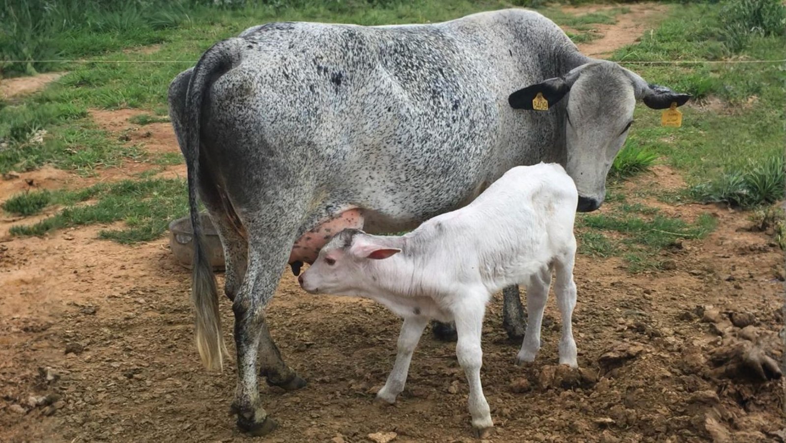 O segredo da vaca “vovó”: por que manter o rebanho por mais tempo é a mina de ouro do produtor de leite