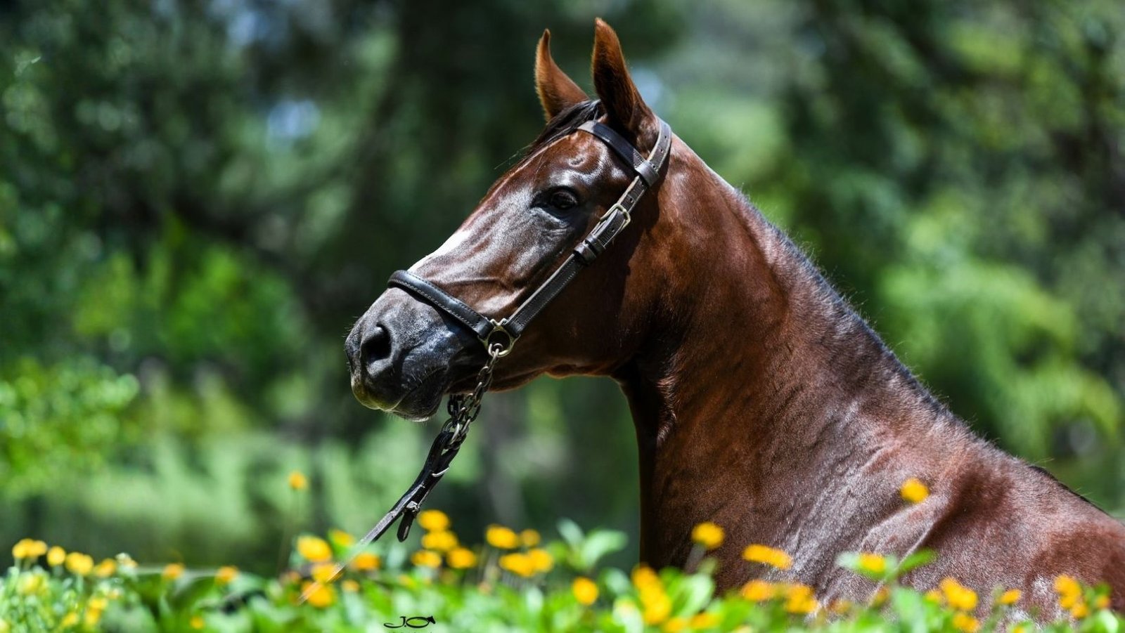 Leilão Elite Ipanema Precioso bate recordes e entra para a história da raça Mangalarga