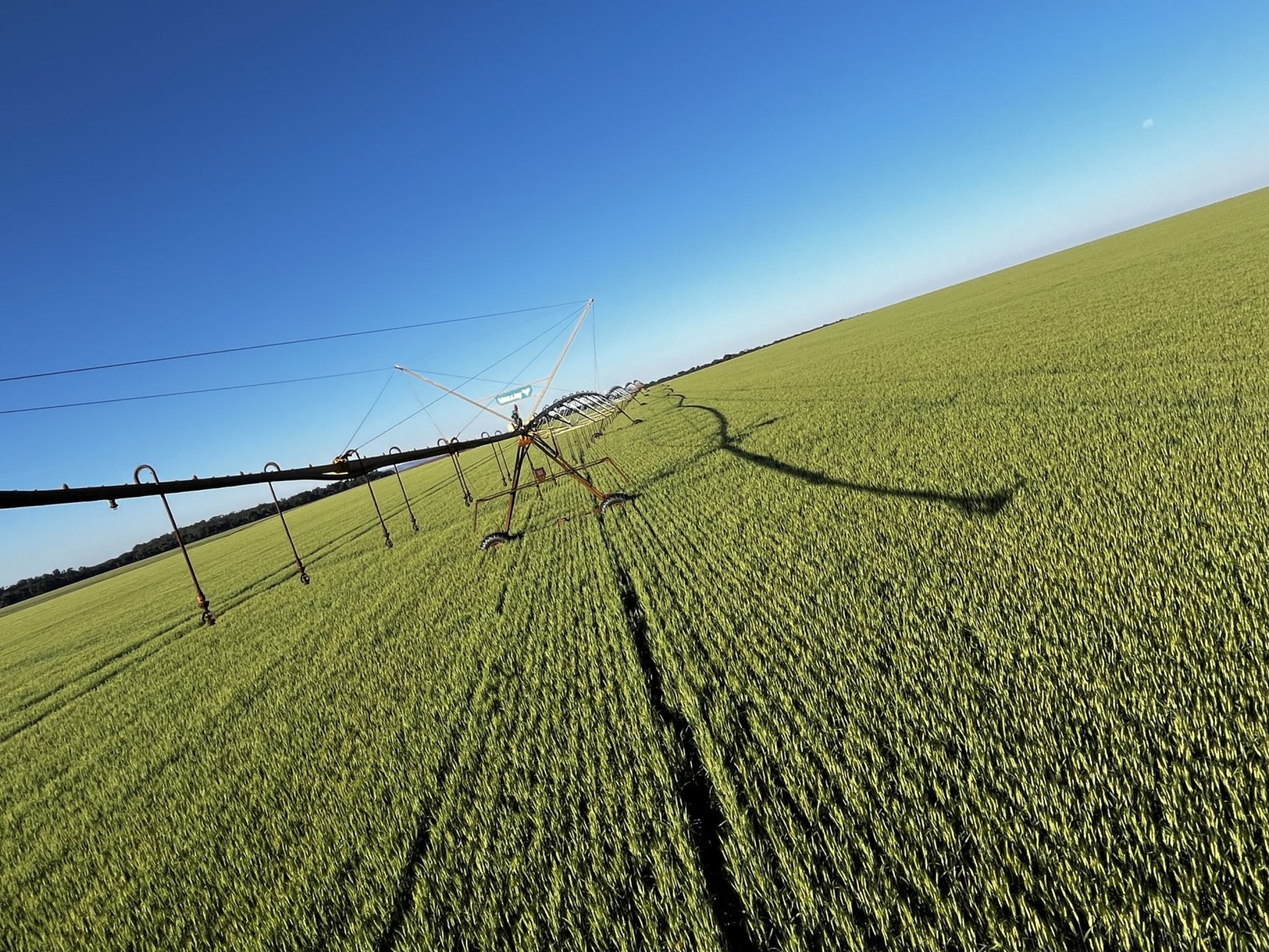 Trigo irrigado rende até o dobro da média nacional em fazenda do interior de SP