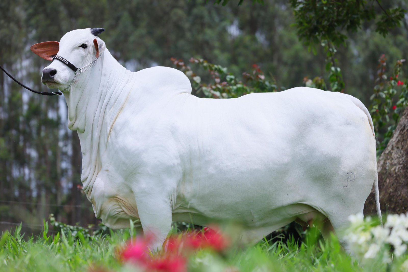 Casa Branca estreia leilão de reprodutores Nelore e coloca no mercado machos de genética consagrada 