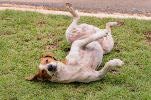 Legislativo cuiabano se destaca com leis que garantem a proteção e o bem-estar animal