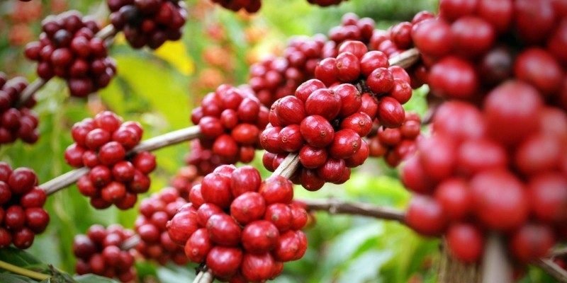 Catuaí Vermelho ou Amarelo? O guia definitivo para não errar na escolha da sua próxima muda