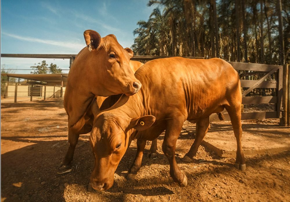 O “Gado Slick”: Mutação natural ou a salvação contra o aquecimento global?
