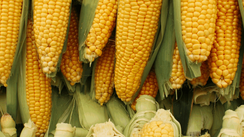 Embrapa amplia portfólio e lança programas para milho e sorgo