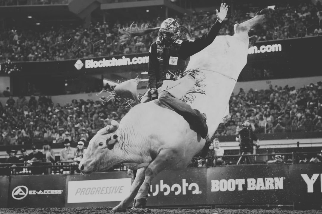 Quem foi Man Hater, o touro de US$ 1 milhão sacrificado após grave lesão em competição da PBR