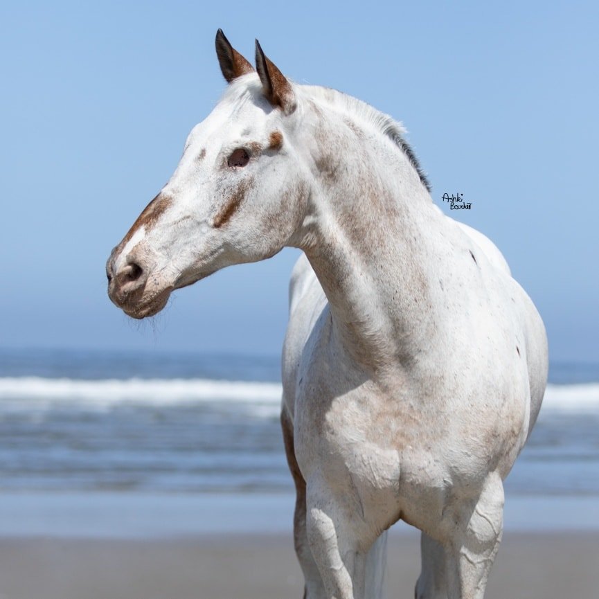 Morre Endo, o cavalo cego que quebrou recordes e emocionou o mundo com sua história de superação