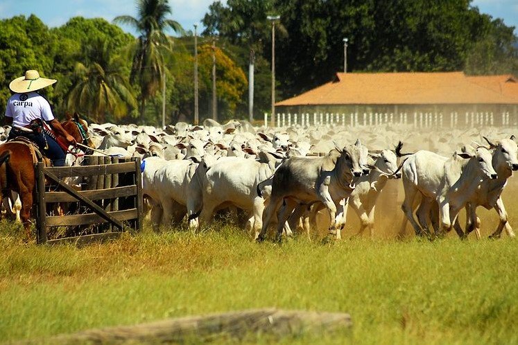 Bezerro passa de R$ 3.000 e pressiona reposição; pecuária enfrenta novo ciclo de custos altos