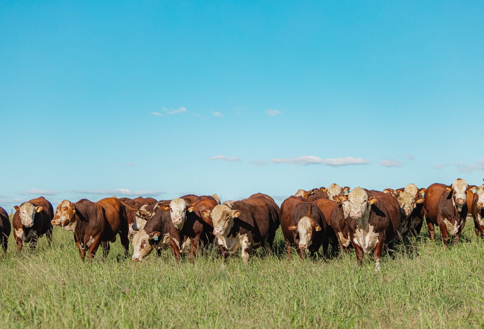 ABHB cria selo para certificar animais Hereford e Braford por desempenho genético