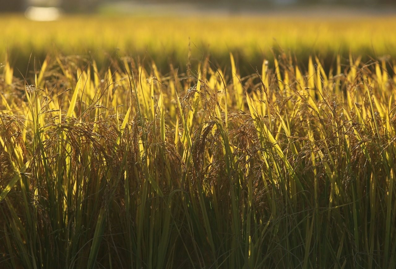 Setor arrozeiro busca medidas para enfrentar possível crise de preços em 2026