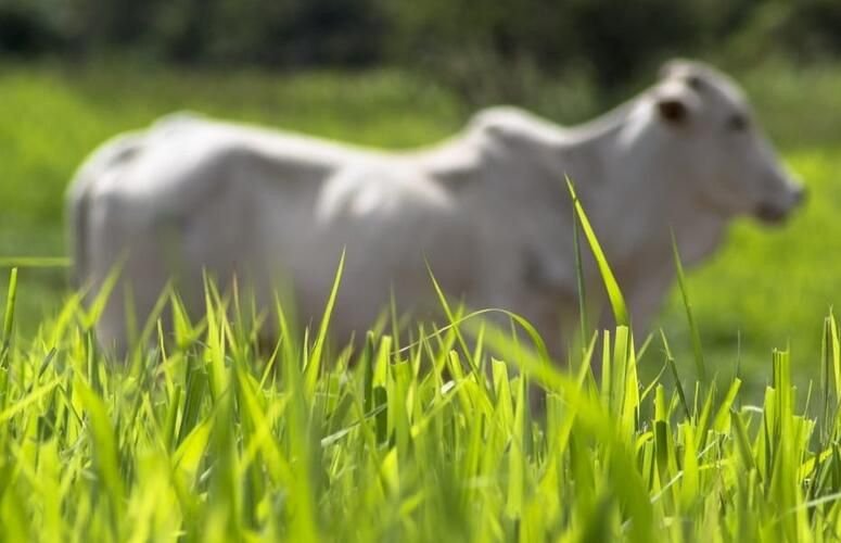 Capim-capeta invade pastagens e pode derrubar produtividade da pecuária em até 40%
