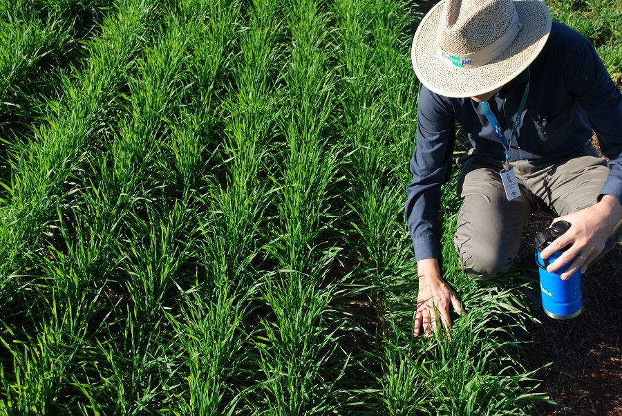 Embrapa lança capacitação on-line gratuita sobre produção de bioinsumos na propriedade rural
