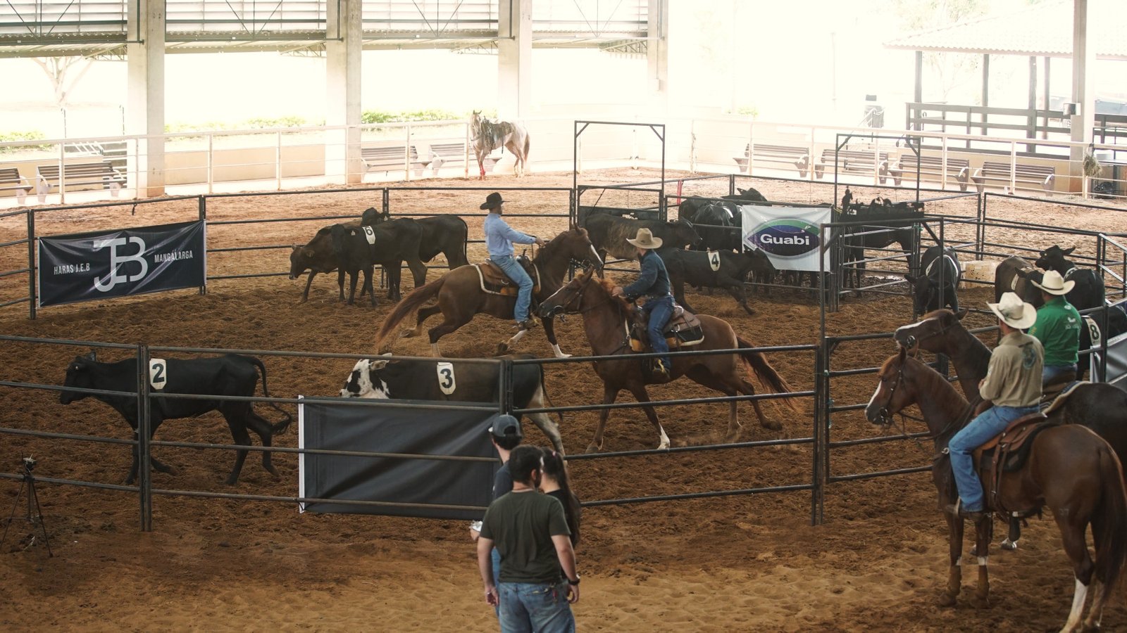 Mangalarga lança a agenda das etapas do Ranch Sorting 2026