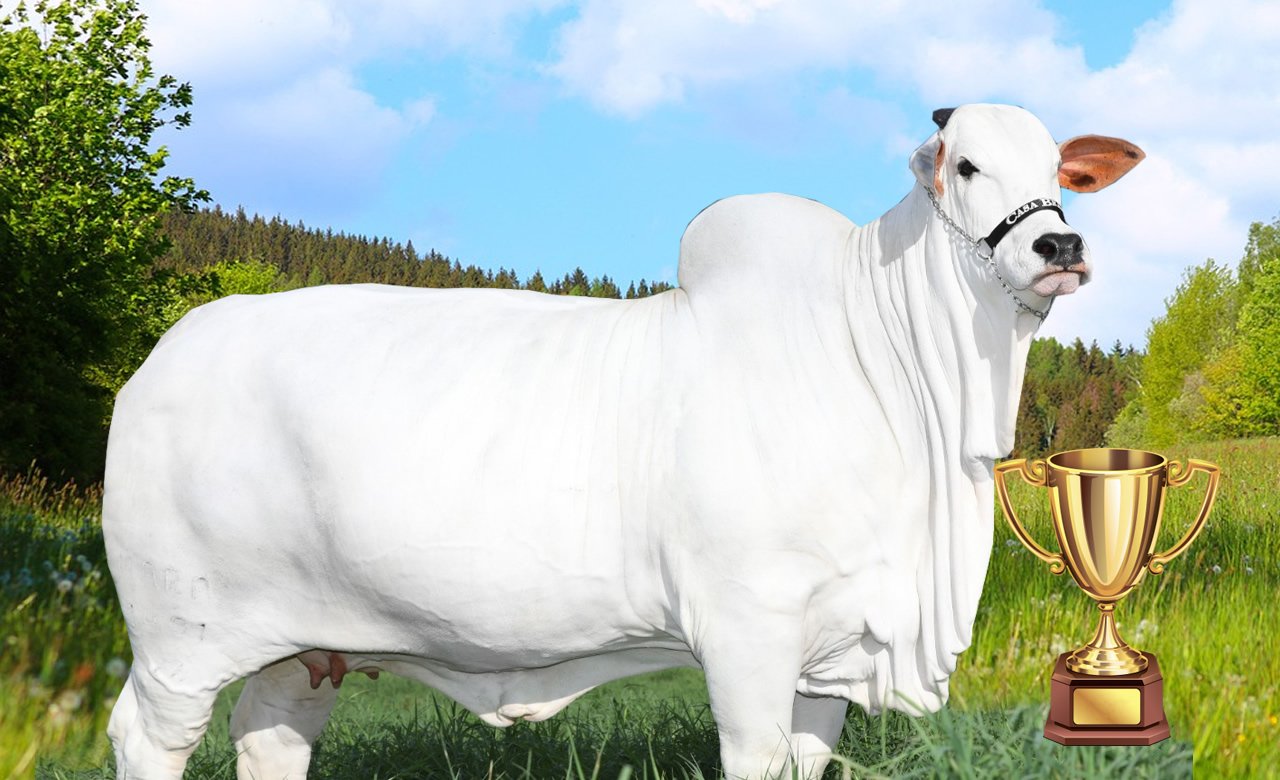 Casa Branca coleciona mais um recorde com faturamento de R$ 21,5 milhões em leilão virtual de genética Nelore 