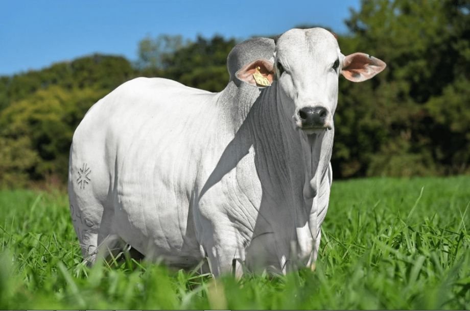 Boi gordo supera os R$ 350/@ e mercado entra em disputa entre pecuaristas e frigoríficos