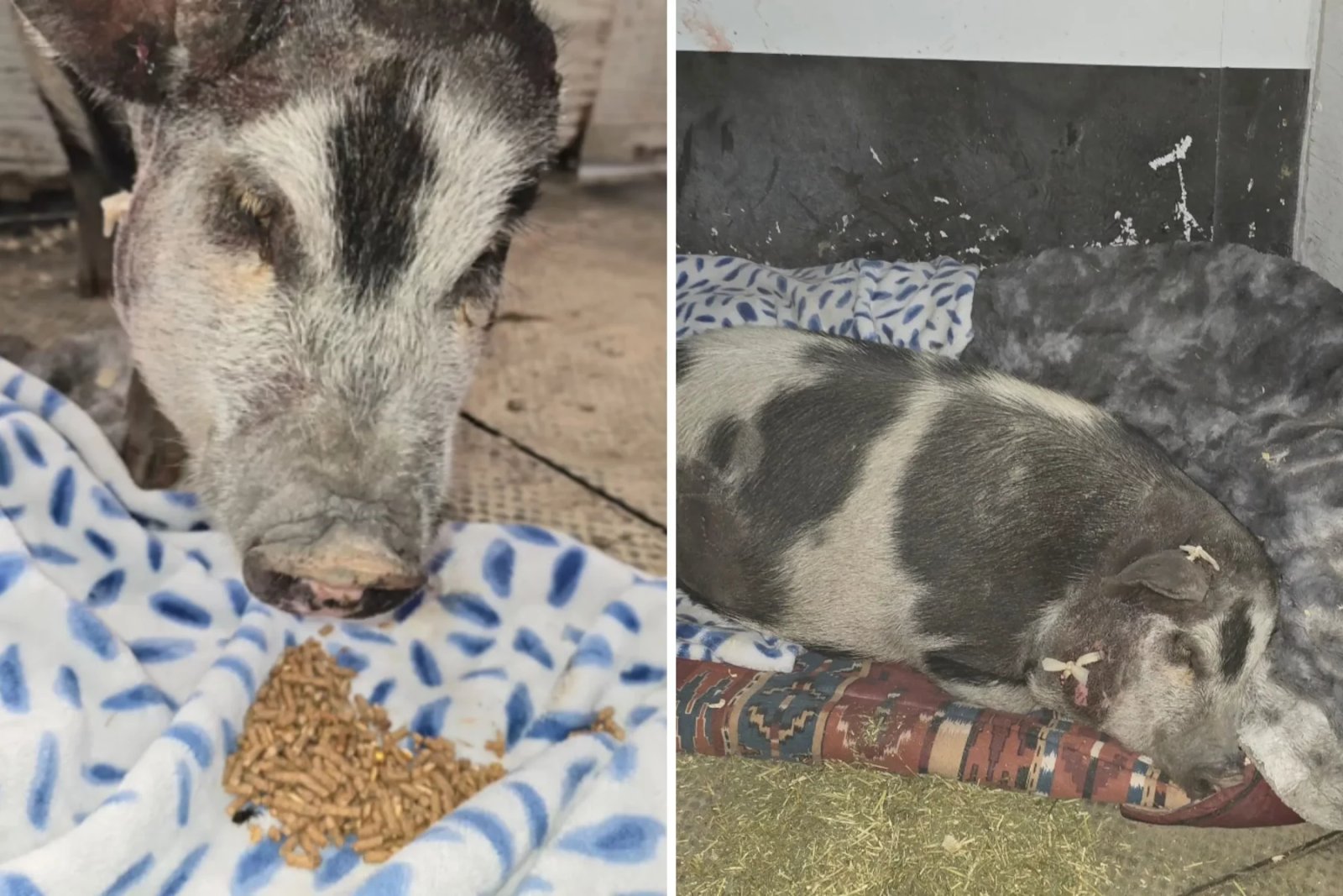 Porco vira herói ao enfrentar cão, salvar rebanho e perder orelha em defesa das ovelhas