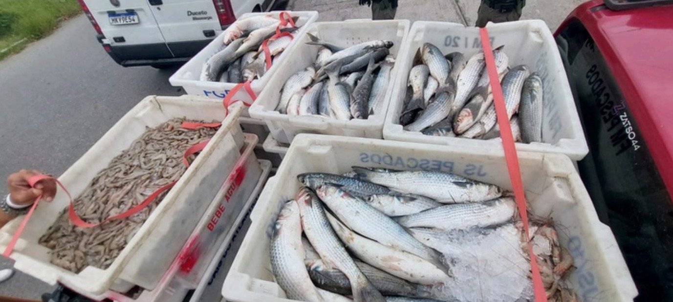 Operação no Rio Grande do Sul resulta na apreensão de 32 mil kg de peixes
