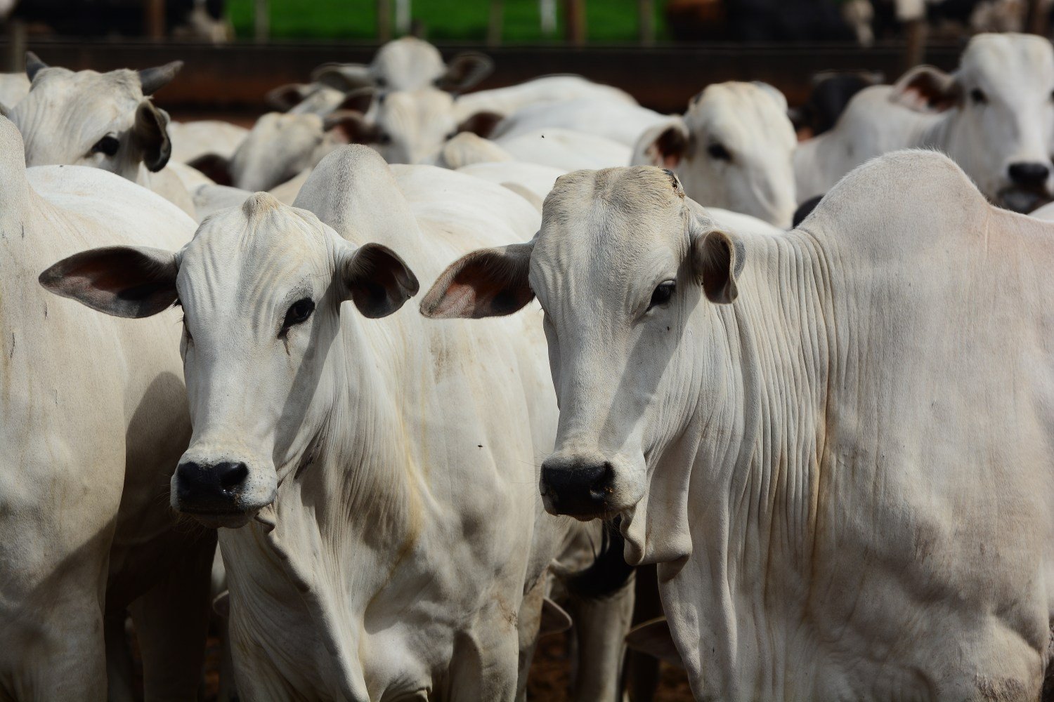 Abate de bovinos, frango e suínos foi recorde no Brasil em 2025, aponta IBGE