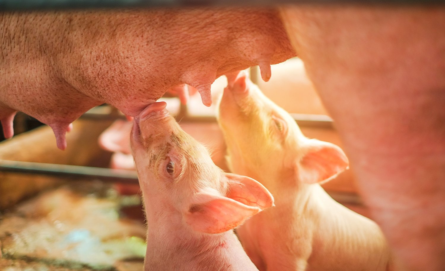 Registro genealógico fortalece genética e impulsiona crescimento da suinocultura brasileira