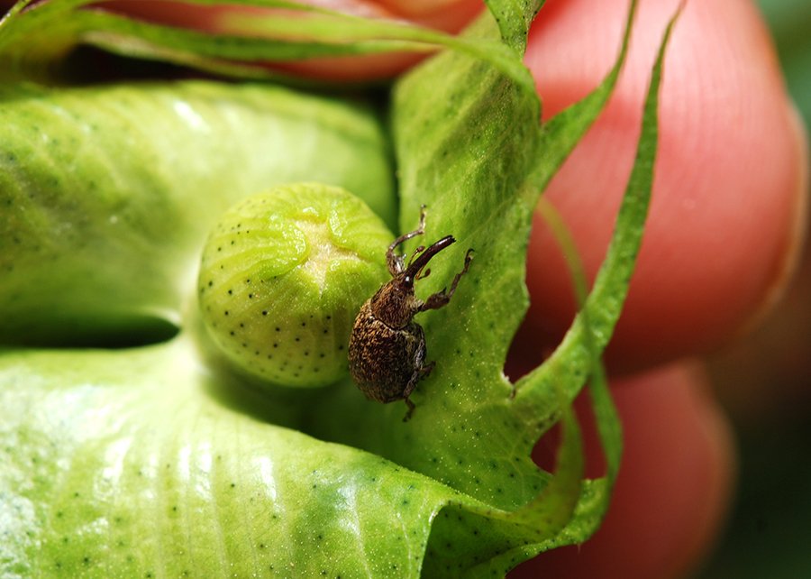 Mato Grosso intensifica combate ao bicudo nas lavouras de algodão