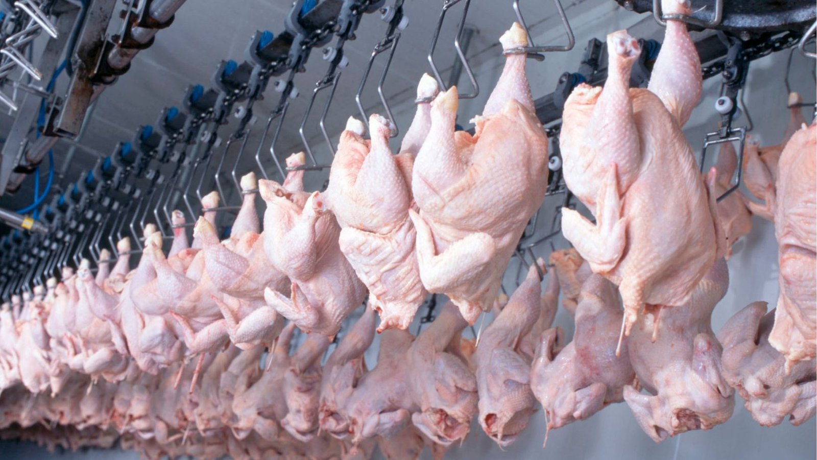 Paraná exporta frango para 150 mercados internacionais e lidera diversificação de destinos