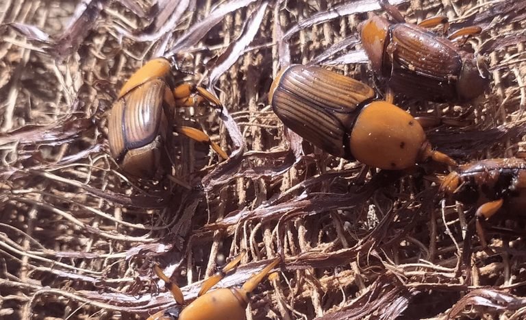 Ministério alerta para risco do bicudo-vermelho e reforça medidas de prevenção