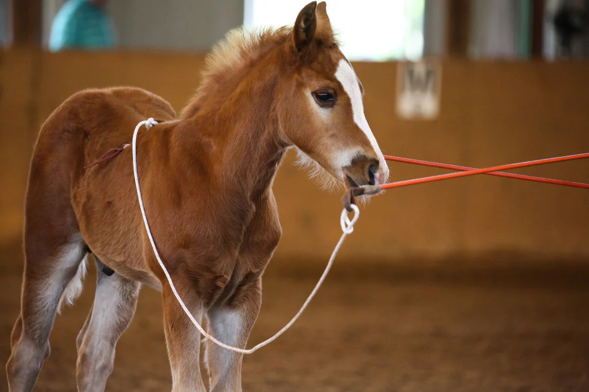 Montar potro cedo demais pode “destruir” a coluna e comprometer toda a vida do cavalo