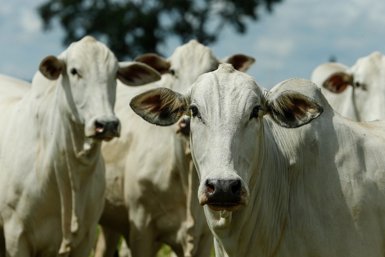 Abate recorde de fêmeas ajuda a explicar valorização de reposição