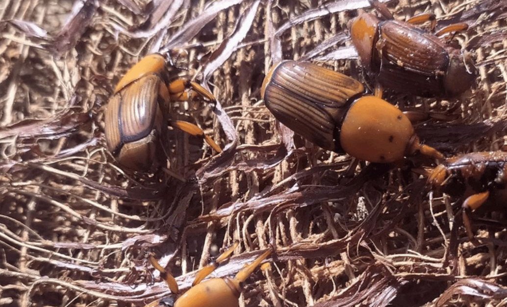 Ameaça quarentenária: Bicudo-vermelho bate à porta do Brasil; saiba o que fazer para evitar a praga