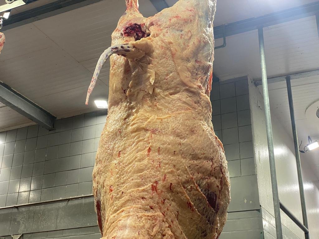 Fêmeas atingem 46,83% do abate e novilhas mais pesadas indicam nova fase da pecuária brasileira