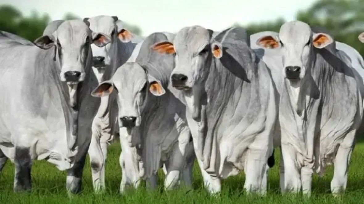 Pecuária alia tecnologia e gestão para sustentar a carne bovina brasileira na liderança