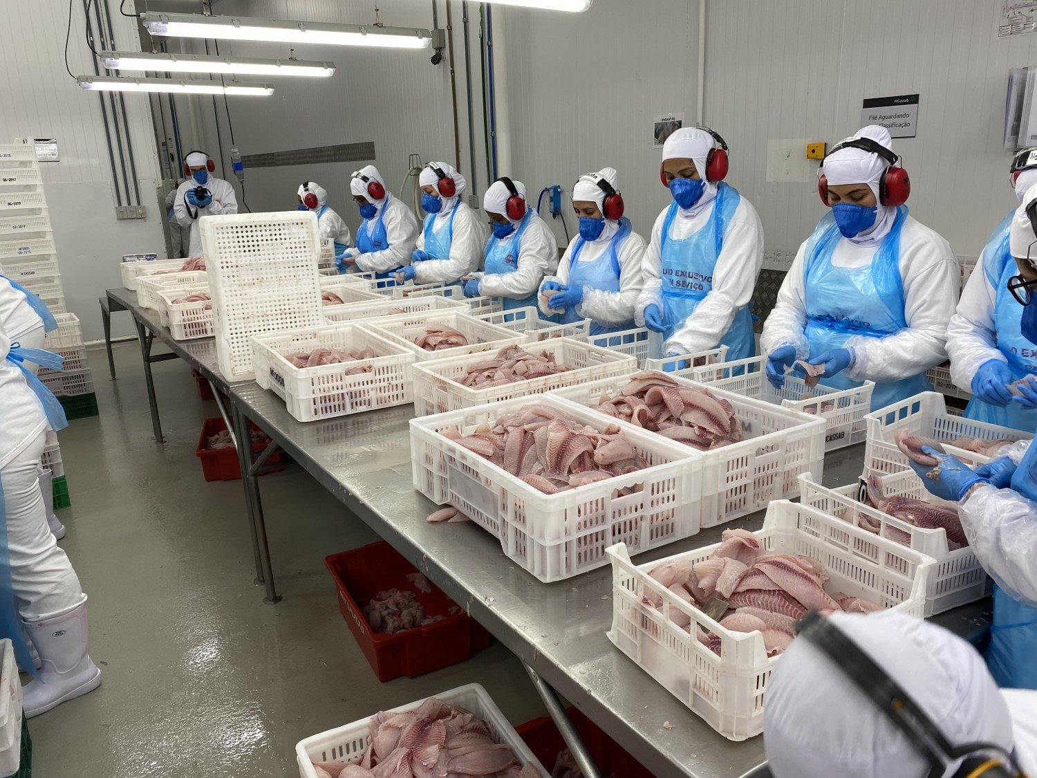 Pela primeira vez, importações de tilápia superam exportações brasileiras