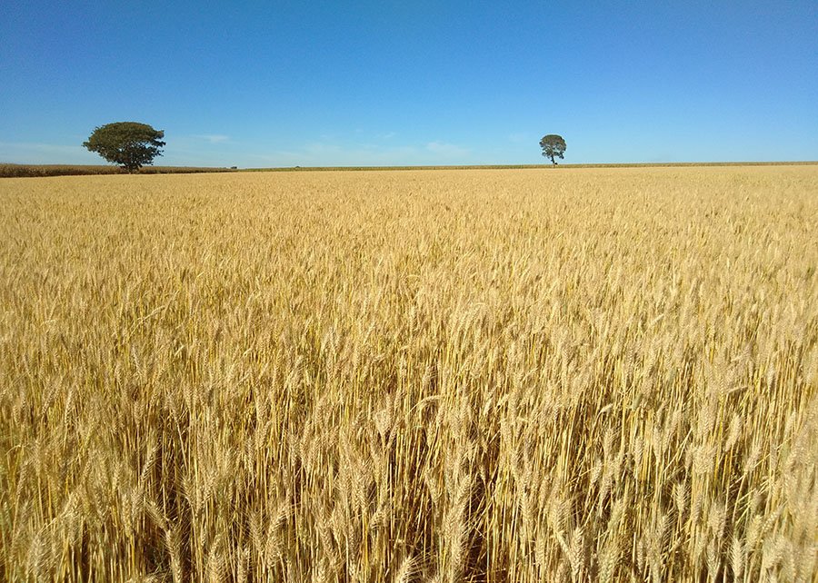 Exportadores dos EUA vendem 189,9 mil t de trigo da safra 2025/26, revela USDA