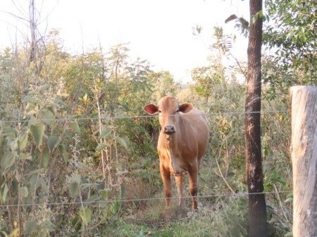 Gado em sistema rotacionado ajuda a controlar plantainvasora e restaurar o Cerrado