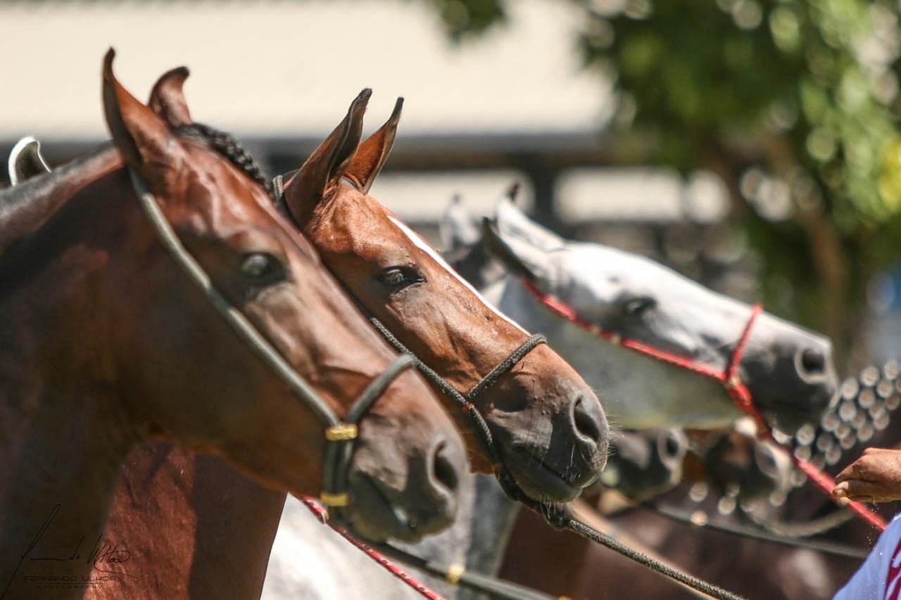 Macaé (RJ) recebe a Exposição Brasileira do Criador de Mangalarga Marchador até 21/3/26