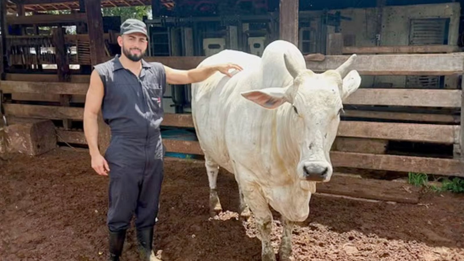 Recorde: vaca Nelore produz 12 vezes mais óvulos que o normal e entra para a história