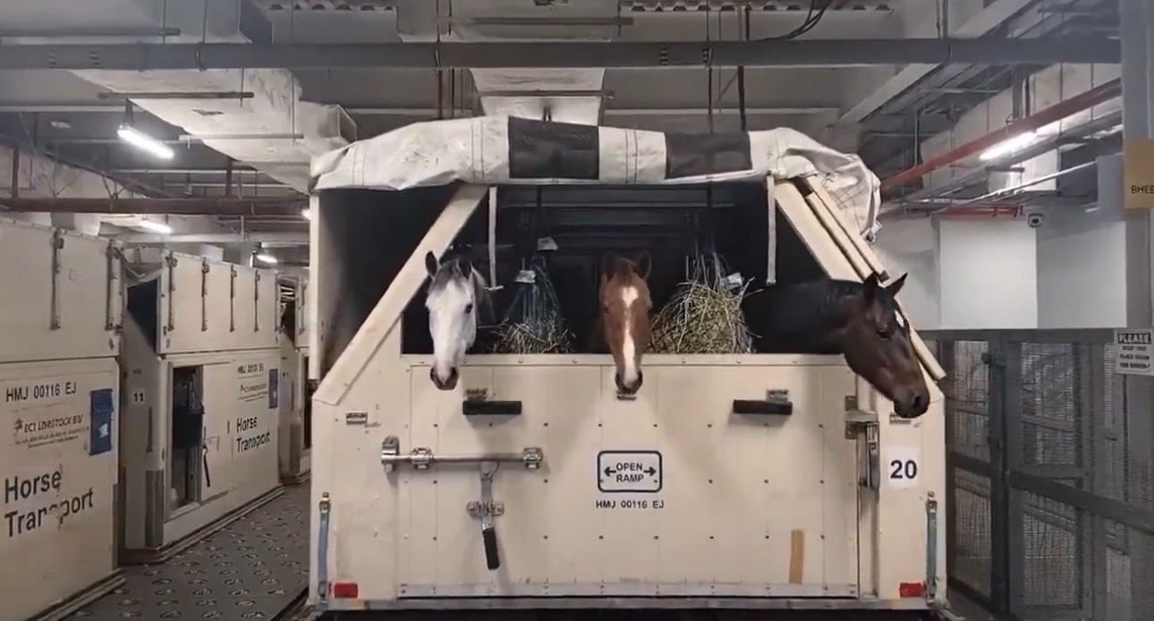 Sob ataque de mísseis, quase 150 cavalos de elite são retirados às pressas do Oriente Médio; vídeo