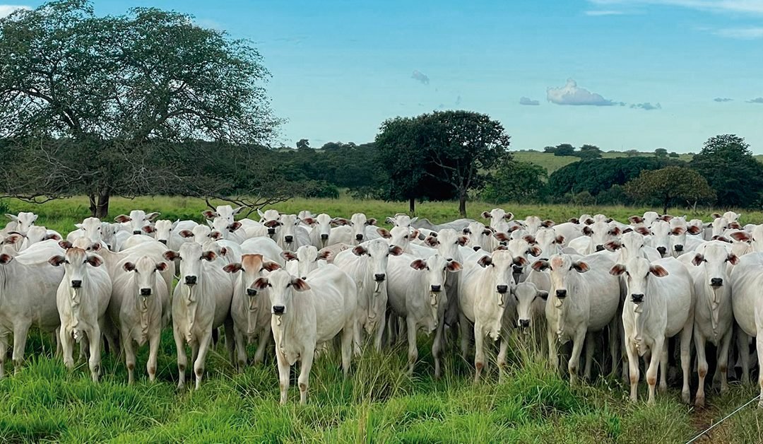 Por que o giro rápido da novilha pode superar o lucro final do boi de 18 arrobas