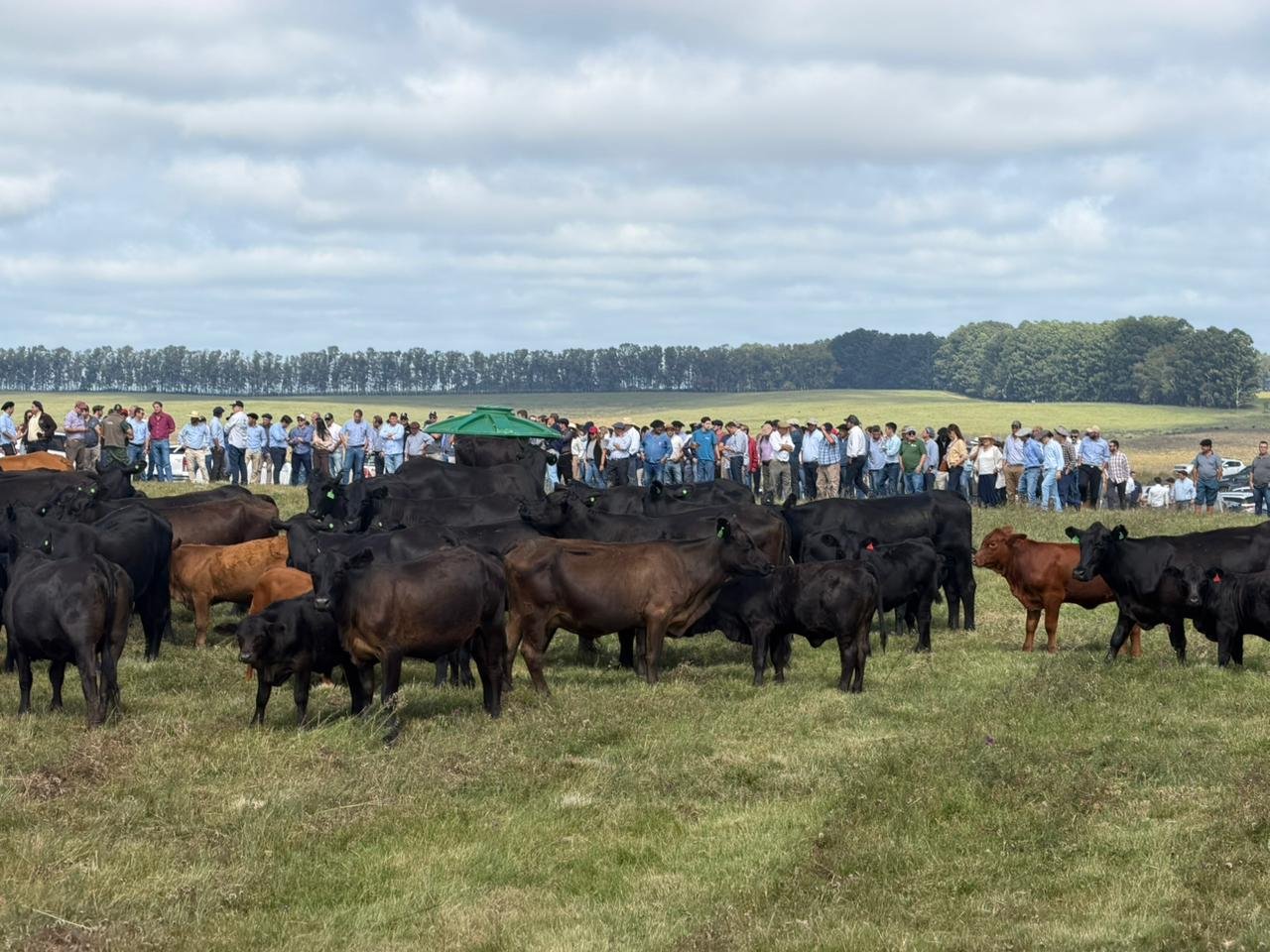 Momento comercial favorável para o Brangus do Brasil