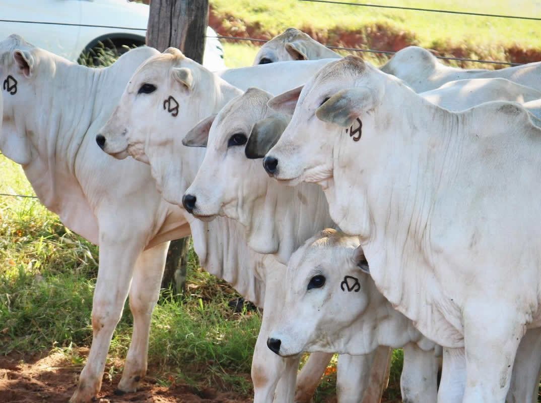 CNA projeta VBP da agropecuária de R$ 1,39 tri em 2026, 4,8% menor ante 2025