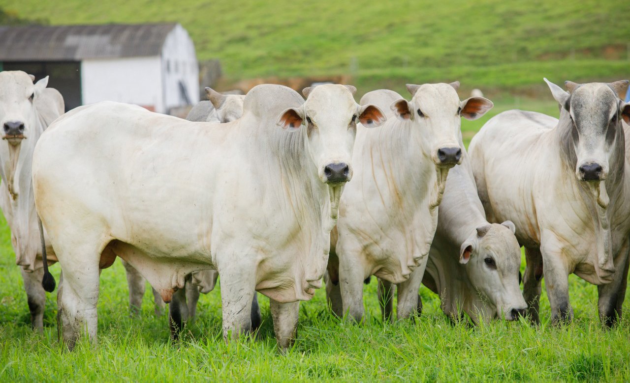 Recuperação de pastagens pode quadruplicar a produção pecuária do Brasil
