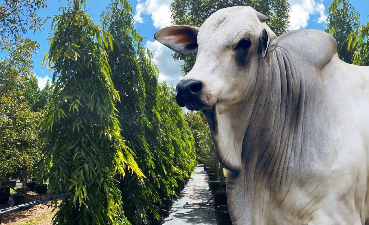 O “Zebu Brasileiro” é a Estrela em Paris: Brahman como Mascote do Salon de l’Agriculture 2026