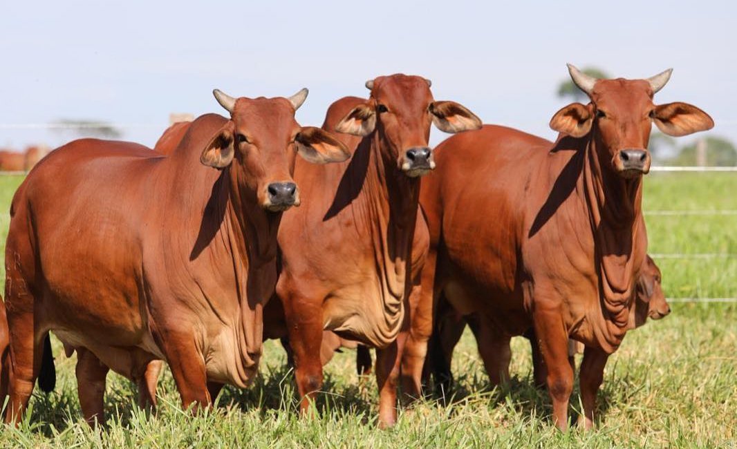 Melhoramento Genético do Gado Sindi: Qual o maior desafio na seleção PO?