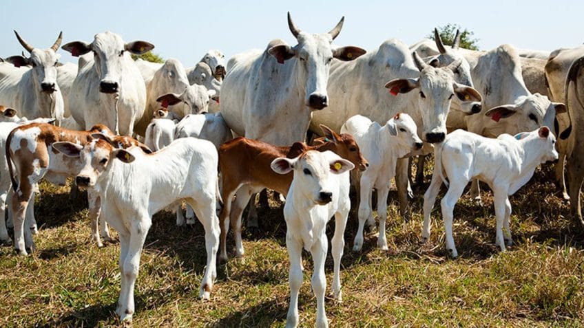 Produção pecuária atinge recordes históricos em 2025, diz IBGE