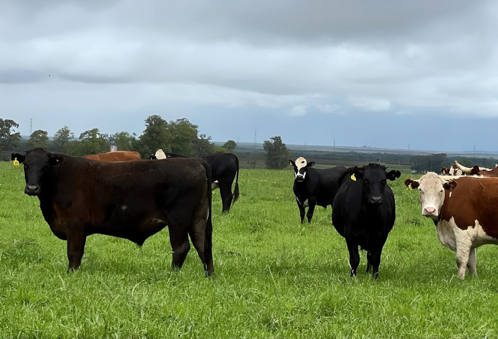 Febrac apoia avanço da rastreabilidade bovina e destaca exigências do mercado internacional