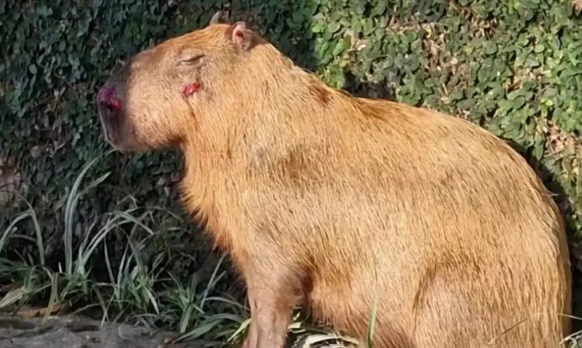 Agressores de capivara tem prisão convertida em preventiva, no Rio