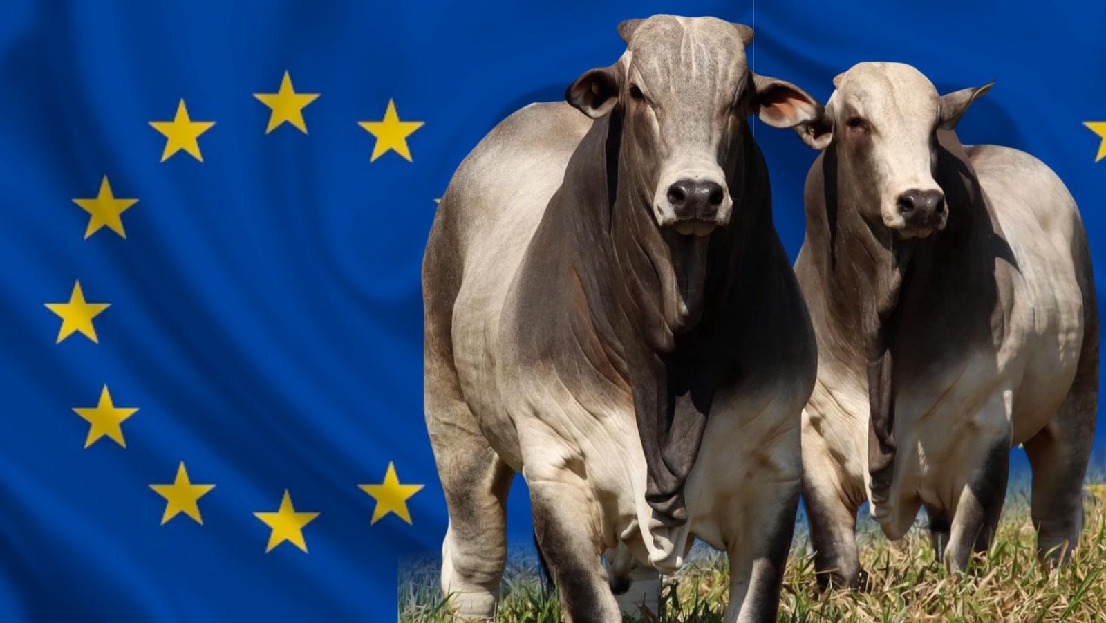 Exigências da Europa impulsionam evolução da carne bovina brasileira